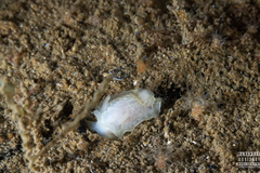 Goniodoris nodosa