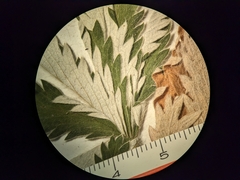 Potentilla pulcherrima