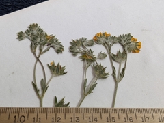 Potentilla pulcherrima