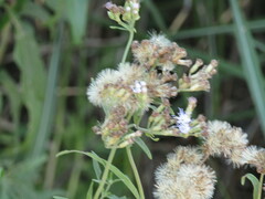 Chromolaena arnottiana