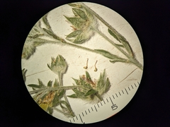 Potentilla pulcherrima