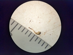 Potentilla pulcherrima