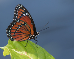 Limenitis archippus floridensis