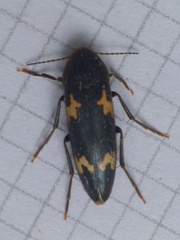 Dircaea liturata