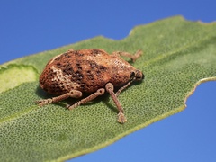 Oxyops fasciatus
