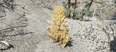 Aphyllon cooperi