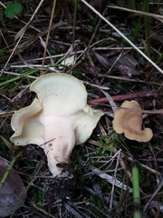 Xanthoporus syringae