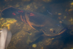 Astronotus ocellatus