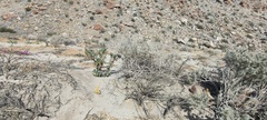 Aphyllon cooperi