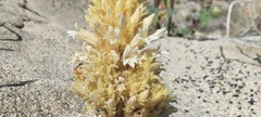 Aphyllon cooperi