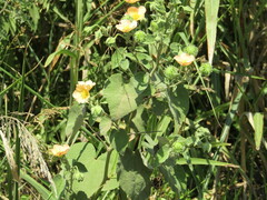 Callianthe pauciflora