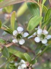 Leptospermum petersonii