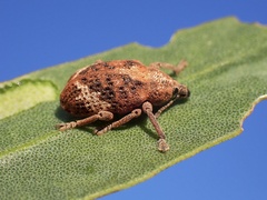 Oxyops fasciatus