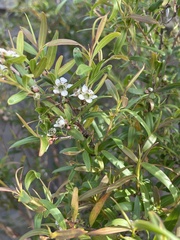 Leptospermum petersonii
