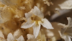 Aphyllon cooperi