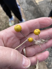 Solanum elaeagnifolium
