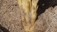 Aphyllon cooperi