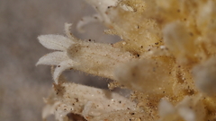 Aphyllon cooperi