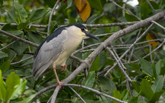 Nycticorax nycticorax