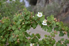 Rubus parviflorus
