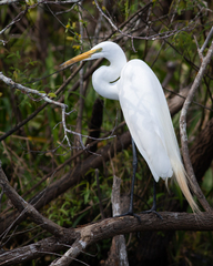 Ardea alba egretta