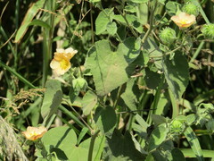 Callianthe pauciflora