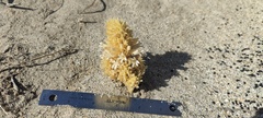 Aphyllon cooperi