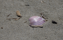 Hysteroconcha lupanaria