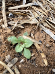 Alternanthera pungens