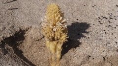 Aphyllon cooperi