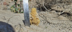Aphyllon cooperi