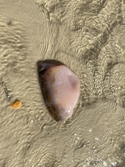 Aplidium stellatum