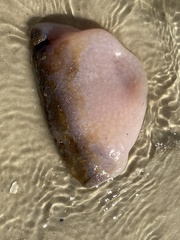 Aplidium stellatum