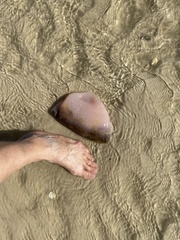 Aplidium stellatum