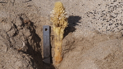 Aphyllon cooperi