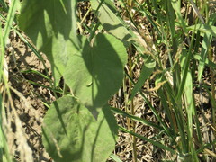 Callianthe pauciflora