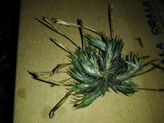 Tillandsia tricholepis