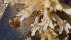 Aphyllon cooperi