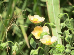 Callianthe pauciflora
