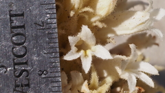 Aphyllon cooperi