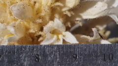 Aphyllon cooperi