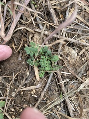 Astragalus nuttallianus