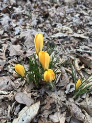 Crocus