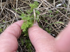 Daucus pusillus