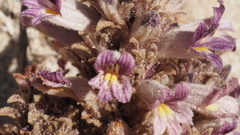 Aphyllon cooperi