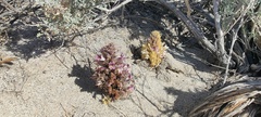 Aphyllon cooperi