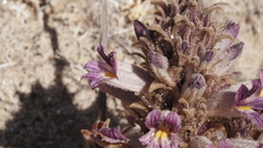 Aphyllon cooperi