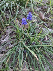 Muscari armeniacum