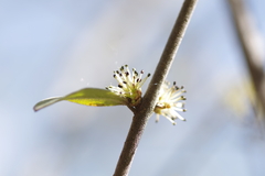 Forestiera tomentosa