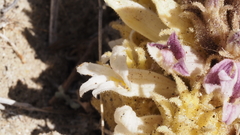 Aphyllon cooperi